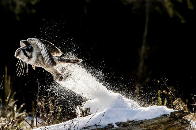 owl-photography-4__880-640x426