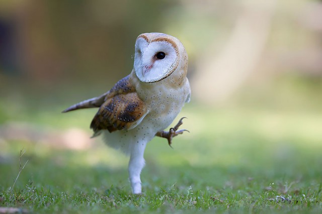 owl-photography-7__880-640x426