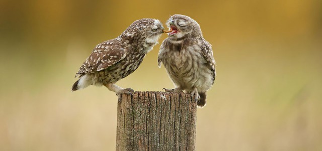 owl-photography-8__880-640x301