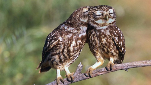 owl-photography-cute-100__880-640x360