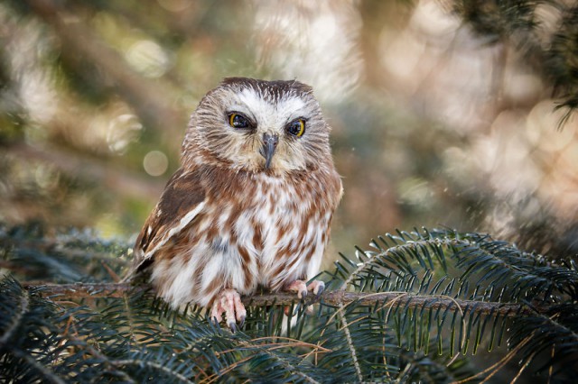 owl-photography-cute-104__880-640x426