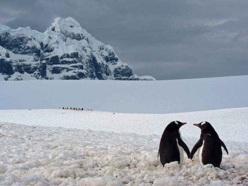 penguin-pair-point-lockroy_72970_990x742
