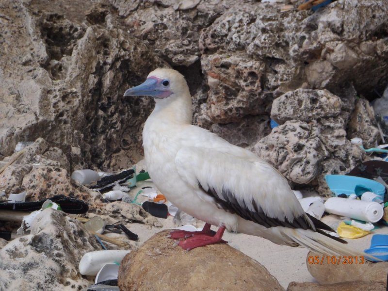 plastic birds