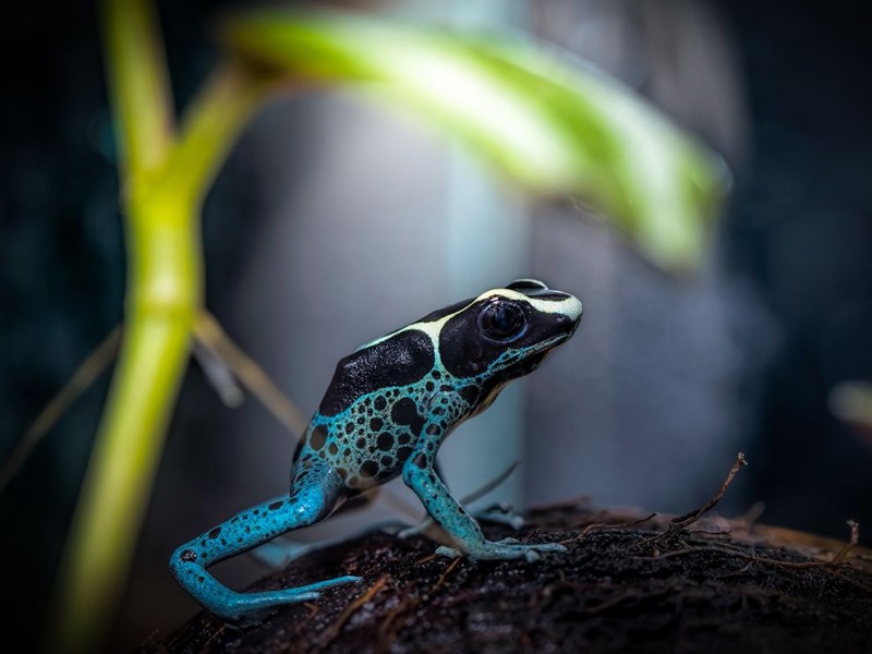 poison-frog-coconut-shell_94543_990x742