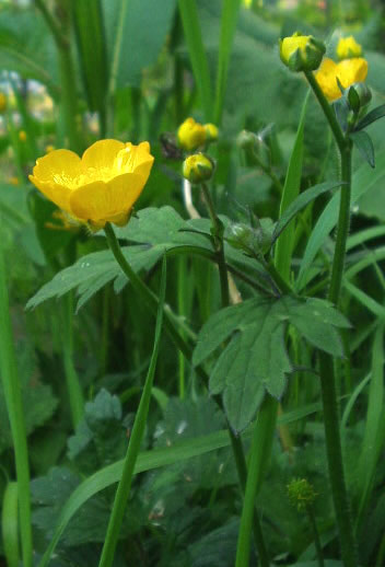 ranunculus-repens-1