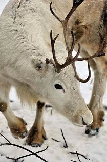 reindeer_1