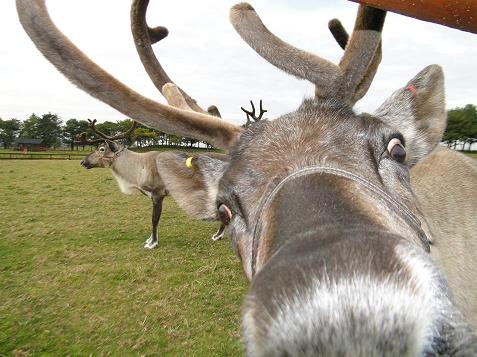 reindeer_12