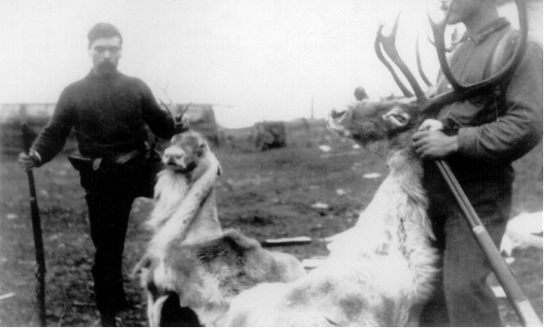 reindeer_3