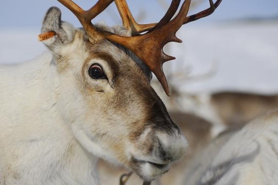 reindeer_4