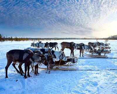 reindeer_5
