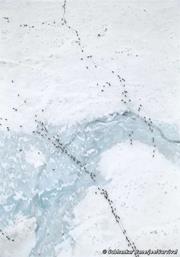reindeer_6