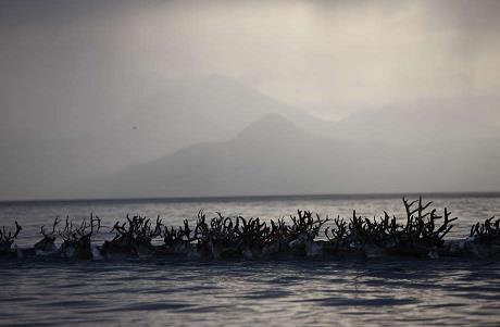 reindeer_7