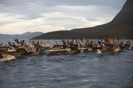 reindeer_8