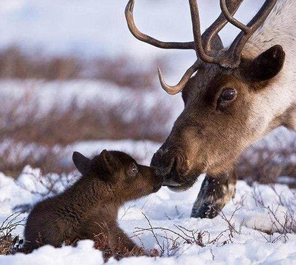 reindeer_9
