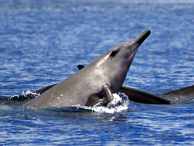 Най-редкият кит в света е видян за първи път