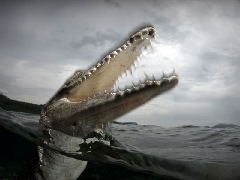 saltwater-crocodile_10925_990x742