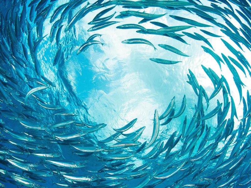 sardines-reef-caribbean_89671_990x742