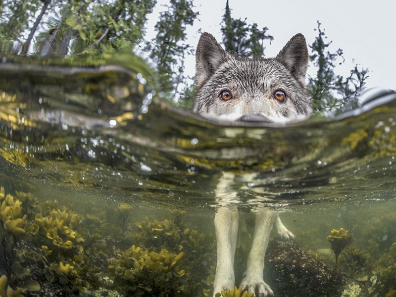 sea-wolf-water_92236_990x742