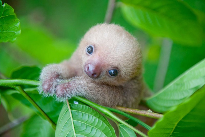 small sloth_10