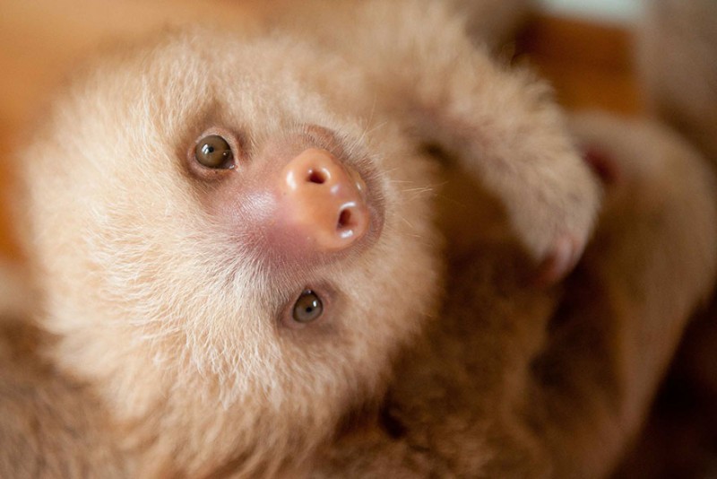 small sloth_15