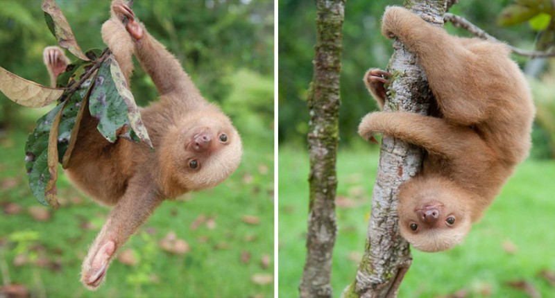 small sloth_2