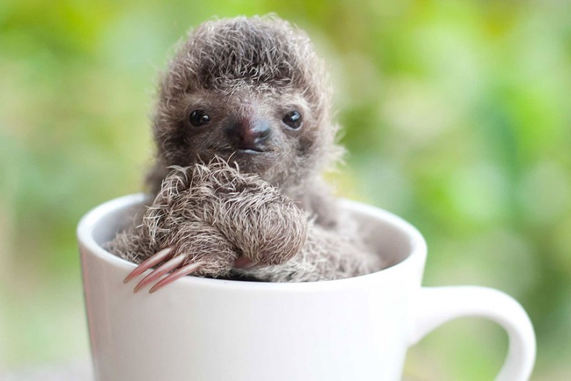 small sloth_3