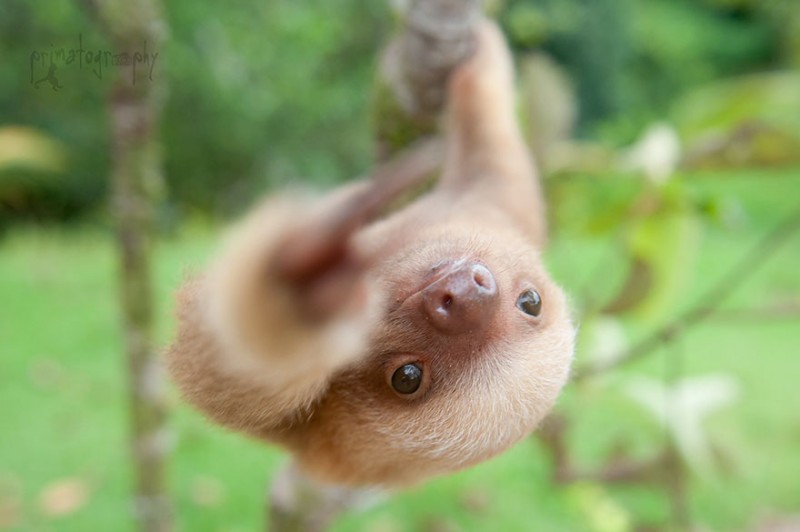 small sloth_5