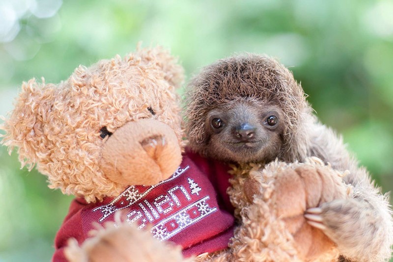 small sloth_7