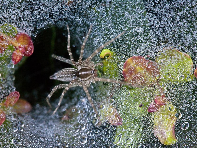 spider-dew-macro-dallas_82437_990x742