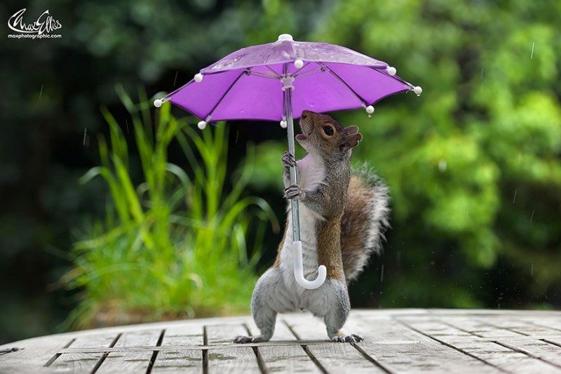 squirrel-umbrella-rain-squirrelisimo-max-ellis-2