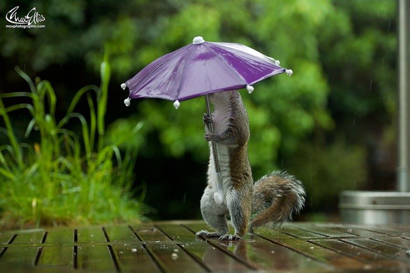 squirrel-umbrella-rain-squirrelisimo-max-ellis-3