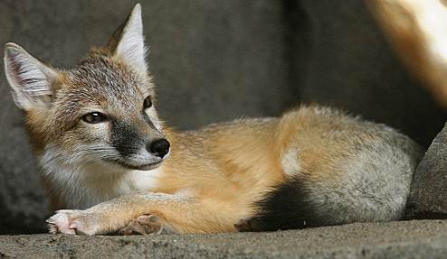 swift fox