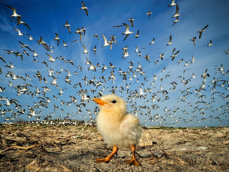 tern-chick-sri-lanka_60642_990x742