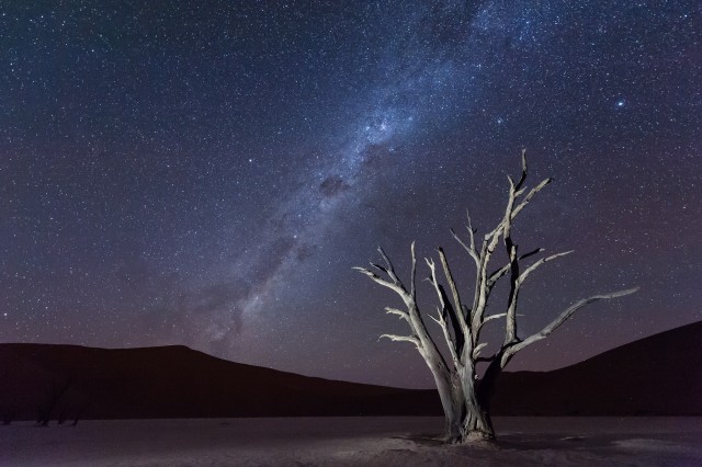 the-900-years-old-leafless-forest_10