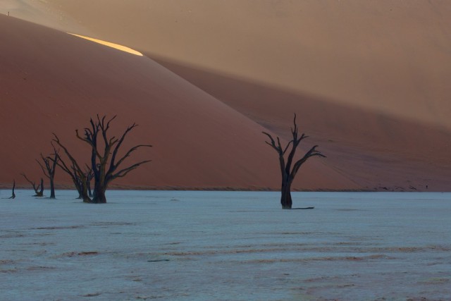 the-900-years-old-leafless-forest_11