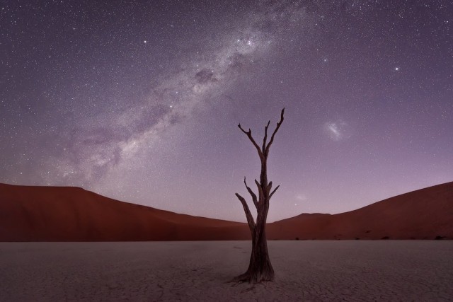 the-900-years-old-leafless-forest_13