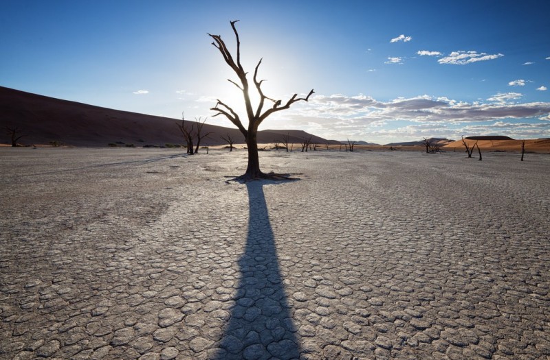 the-900-years-old-leafless-forest_14