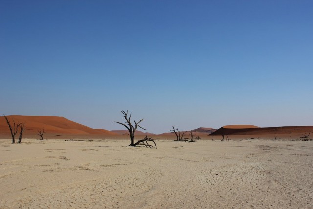 the-900-years-old-leafless-forest_17