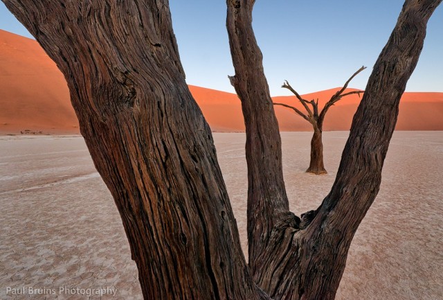 the-900-years-old-leafless-forest_18