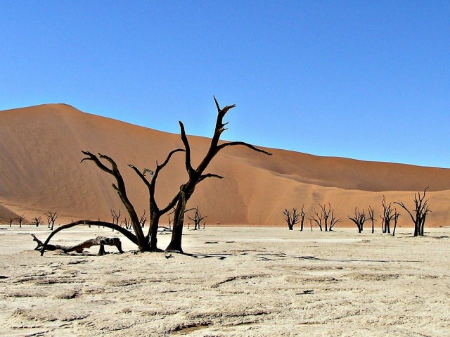 the-900-years-old-leafless-forest_2