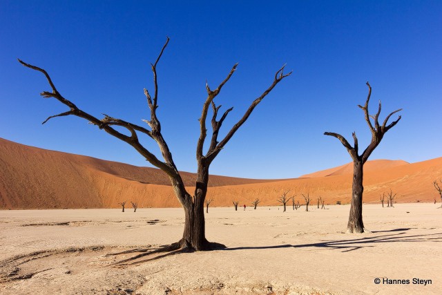 the-900-years-old-leafless-forest_3