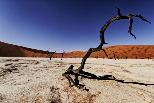 the-900-years-old-leafless-forest_5