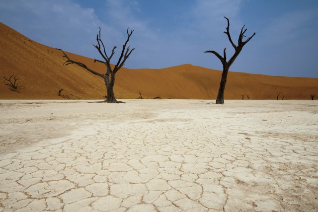 the-900-years-old-leafless-forest_6