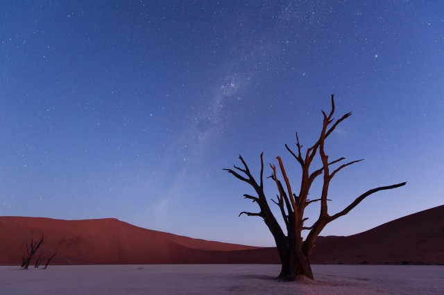 the-900-years-old-leafless-forest_9