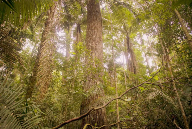 trees in the Amazon rainforest