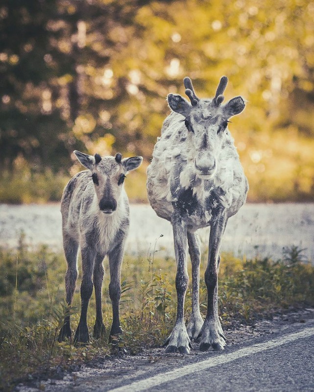 wild-animal-photography-konsta-punkka-13