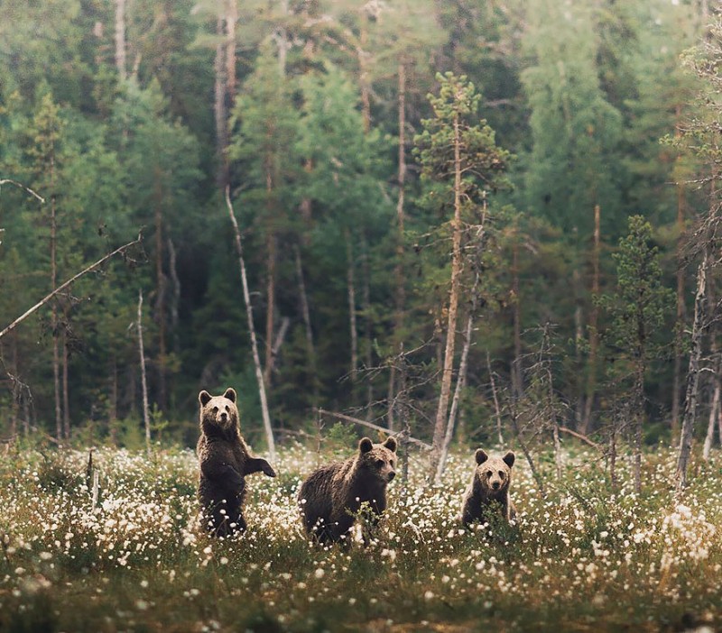 wild-animal-photography-konsta-punkka-15