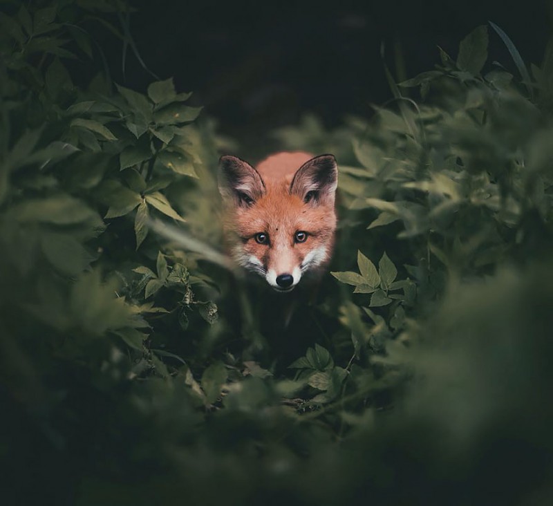 wild-animal-photography-konsta-punkka-8