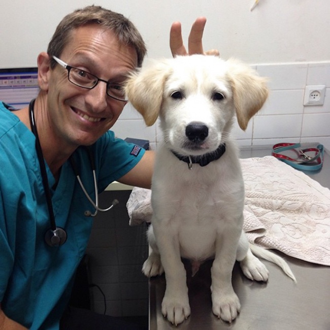18 доказателства, че ветеринар е готина професия