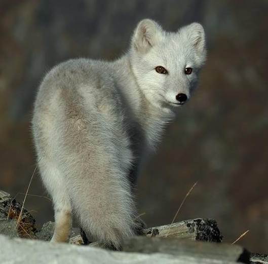 Аrctic fox 2